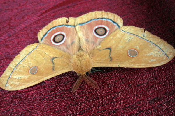 Six inch brown moth